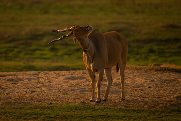 Male common eland on sand shaking head