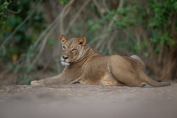 Naklejka premium Lioness lies near bushes turning towards camera