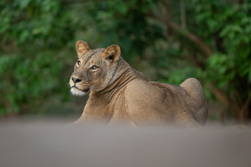 Lioness lies looking back near thick bushes