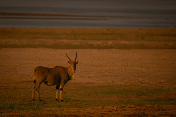 Male common eland stands on sunlit floodplain