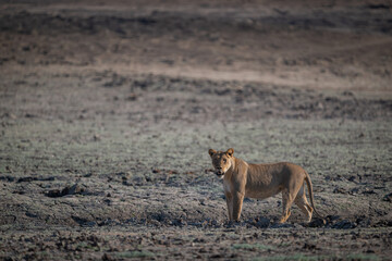 Lioness with catchlight stands staring towards camera