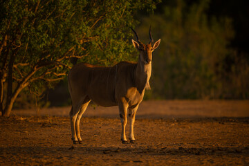 Male common eland stands sidelit by bushes