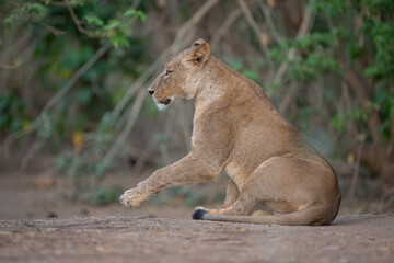 Lioness lies down on ground near bushes