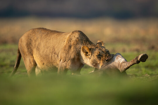 Lioness gnaws on zebra carcase in sunshine