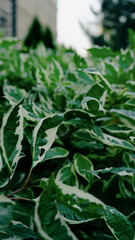 A close-up view of vibrant green leaves, capturing their texture, veins, and natural details in sharp focus.