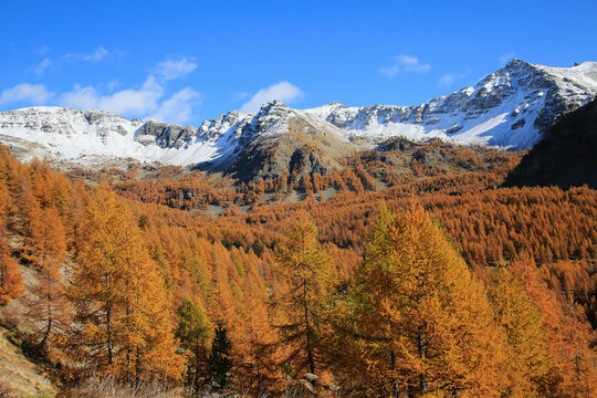 M&eacute;l&eacute;zin en automne en versant Sud du Col de la Cayolle.   Alpes-Maritimes - Alpes du Sud. 