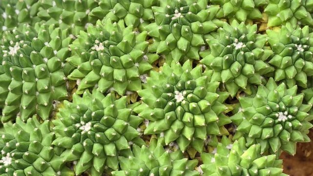 Close-up of a green, bumpy cactus with small white spines