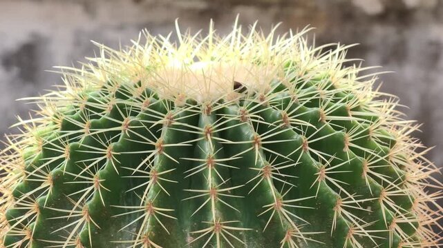 Close-up of the cacti with spines
