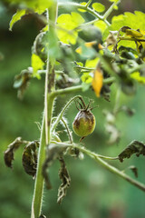 Tomato ill plant with Phytophthora close up (Phytophthora Infestans). Tomato dry plant with tomatoes has got sick by late blight in garden, agriculture