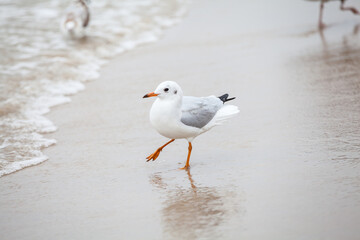 Seagull in the natural environment on the Baltic Sea.