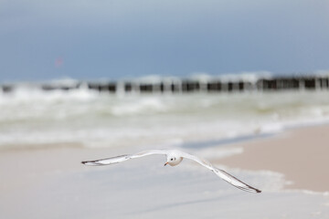Seagull in the natural environment on the Baltic Sea.