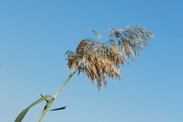 The towering Phragmites australis, or Common Reed, is easily recognized by its large, feathery,...
