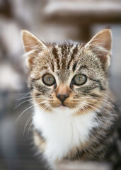 Obraz premium Portrait of a young tabby kitten with soft brown white fur, big, reflective eyes and delicate whiskers stand out against a blurred background. (Felis catus) Nature farm concept.