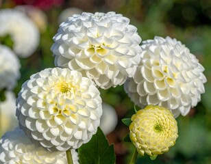 Close-up of three white, spherical dahlia flowers and one bud, amidst a soft-focus, colorful, garden backdrop