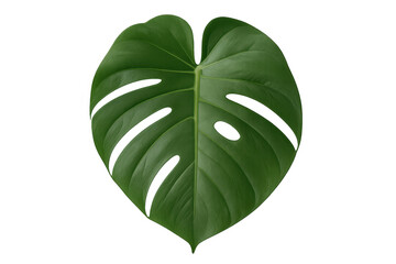 Monstera deliciosa tropical leaf on a transparent background. Bright green foliage representing nature and botanical elegance