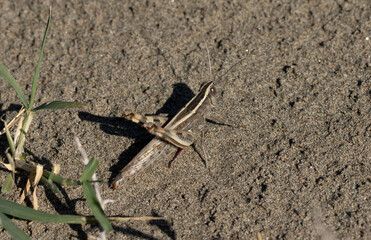 A large brown grasshopper perching under the sun at a beach in November