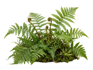 A lush arrangement of vibrant green ferns, showcasing their intricate leaves and curled fronds.