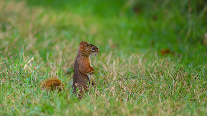 Alert Red Squirrel Standing Upright in Green Grass