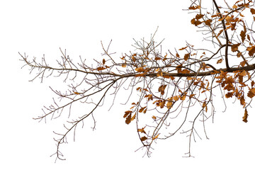 Natural oak branch on white background