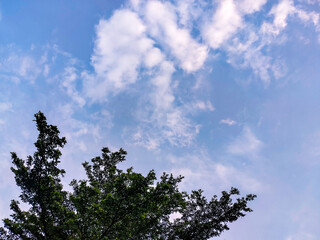 An inviting view upwards, capturing a beautiful summer or spring day with a clear blue sky and soft, scattered white clouds. The rich green leaves of trees frame the lower portion of the image.