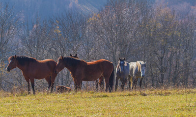 Horses on the Transapusena in Romania