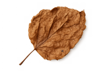 Dry brown leaf isolated on a transparent background, representing autumn, nature, decay, and the changing seasons