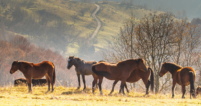 Animals along the Transapusena in Romania