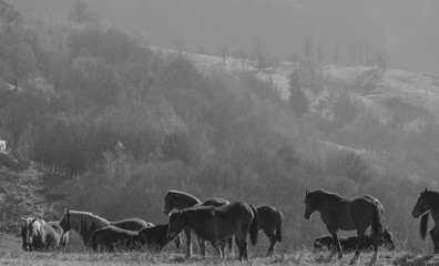 Horses on the Transapusena in Romania
