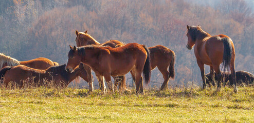 Horses on the Transapusena in Romania