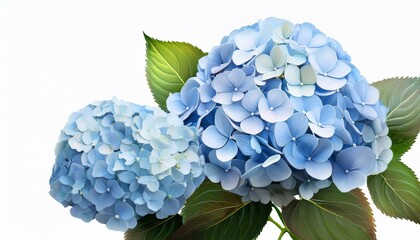 Light Blue Hydrangea Flowers With Green Leaves On Transparent Background