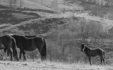 Horses on the Transapusena in Romania
