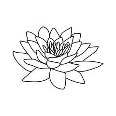 Elegant outline drawing of a blooming water lily flower