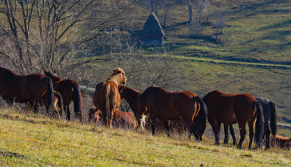 Horses on the Transapusena in Romania
