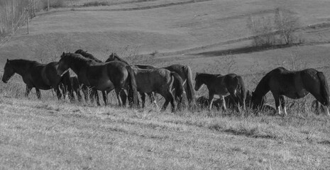 Horses on the Transapusena in Romania