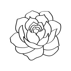 Elegant black and white line drawing of a blooming peony flower
