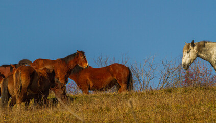 Horses on the Transapusena in Romania