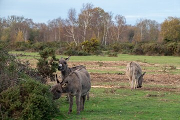 Naklejka premium free roaming donkeys eating gorse n the New Forest National Park Hampshire England