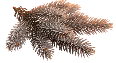 Frosted Pine Branches Covered in Snow Winter Evergreen Decoration Cut Out PNG.