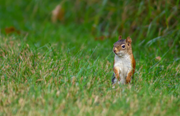 Red Squirrel Standing Alert in Green Grass