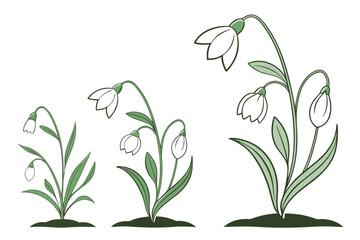 Three Stages of Snowdrop Growth with Green Leaves and White Background flower plant