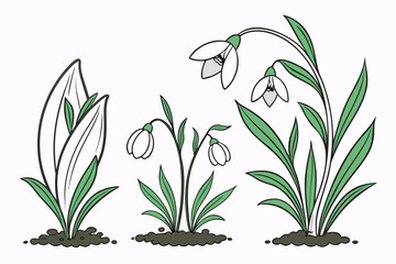 Three Snowdrop Plants Showing Different Growth and Leaf Forms on White Background