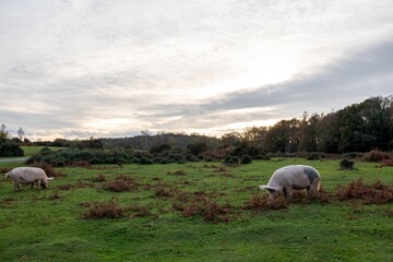 pannage pigs foraging  for acorns in the New Forest Hampshire England