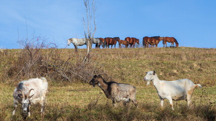 On the Transapusena, Romania