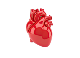 Glossy Red Anatomical Heart Model Isolated on Black Background with Transparent Background Option
