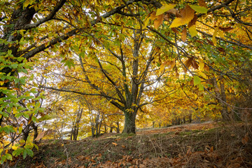 Obraz premium Ruta de los castaños en Casas del Castañar (Extremadura)
