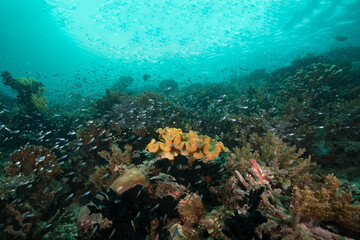 Diving in the underwater world of West Papua, Raja Ampat. Amazing coral gardens and fauna