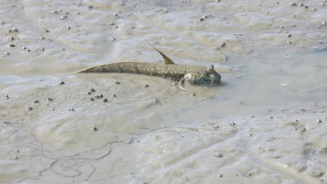 Mudskipper crawling and swimming on a muddy shore at a river. Cute Mudskippers sprawling around the mud

