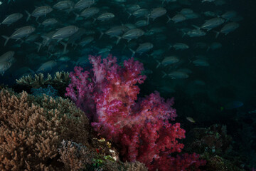 Beautiful underwater world of West Papua. Diving in Raja Ampat