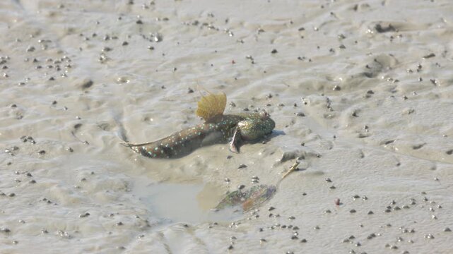 Mudskipper crawling and swimming on a muddy shore at a river. Cute Mudskippers sprawling around the mud
