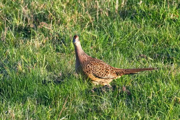 Jagdfasan Weibchen in der Abendsonne